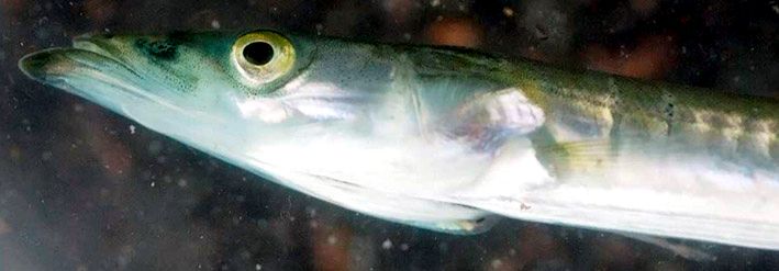 Hyperoplus lanceolatus_07.jpg